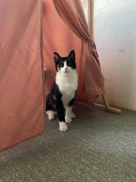 Adopter Pitchoune
