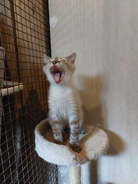 Adopter Snow