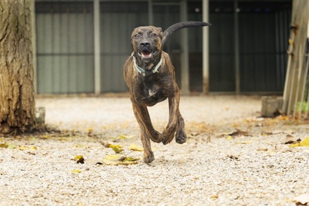 Adopter Miki