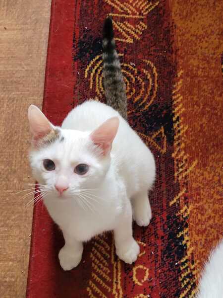 Adopter BIRDIE 