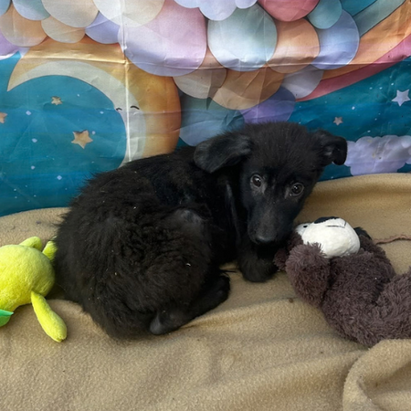 Adopter Lilo