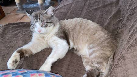Adopter Loulou