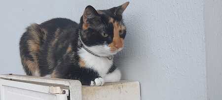 Adopter Kyara