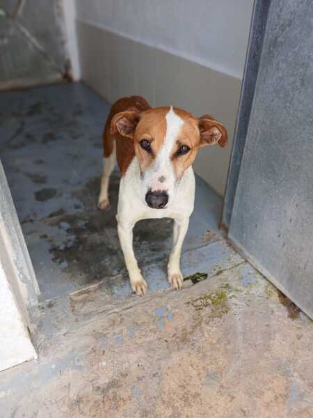 Adopter Gavilan