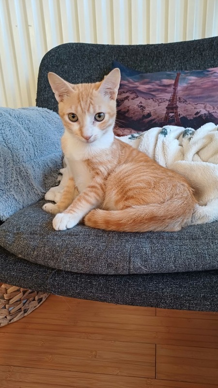 Adopter Raffaelo 