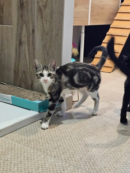 Adopter Babibelle 