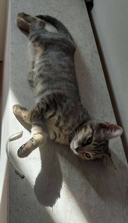 Adopter Bella