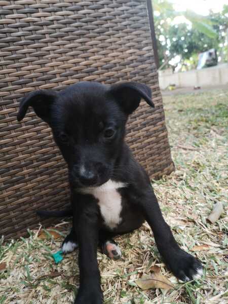 Adopter Naxos 