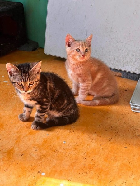 Adopter BRUME