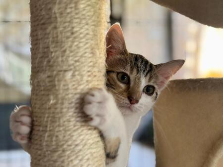 Adopter COOKIE