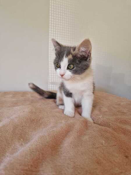 Adopter Bess