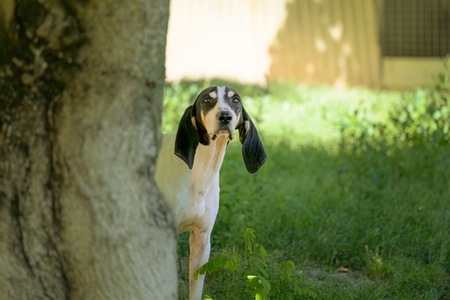 Adopter Toto