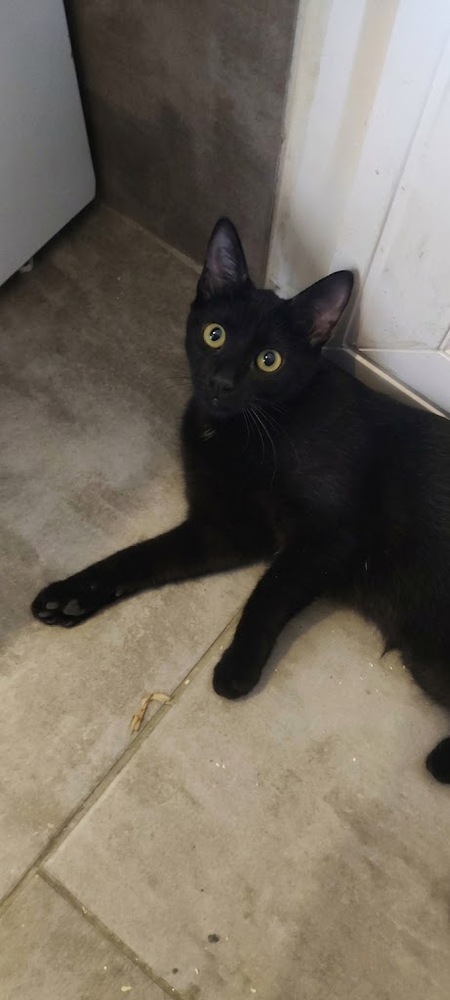 Adopter Briochette