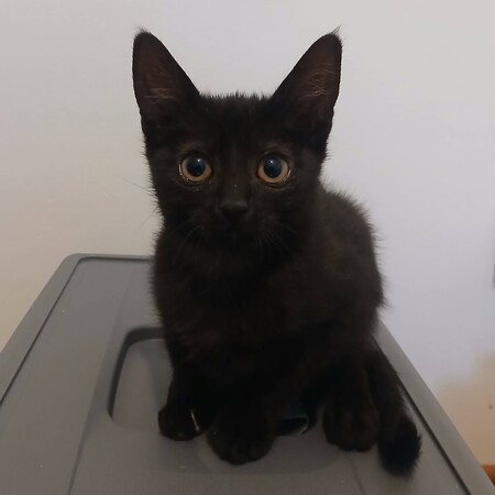 Adopter Vio