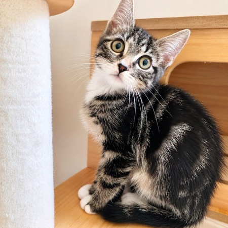 Adopter Chaussette