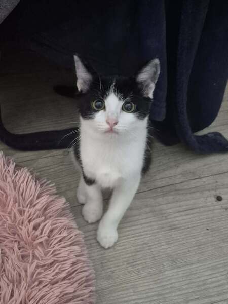 Adopter OREO