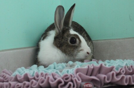 Adopter Toumaï