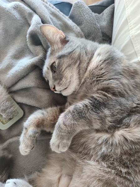 Adopter Boulette
