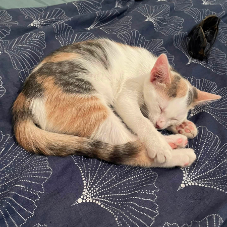 Adopter TARA