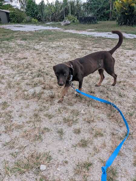 Adopter Lira