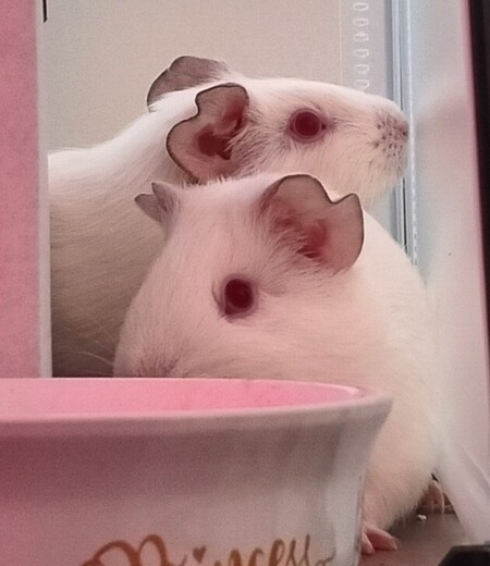 Adopter Fripouille, Chipie et Doudou