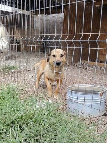 Adopter Buzz