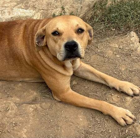Adopter Max