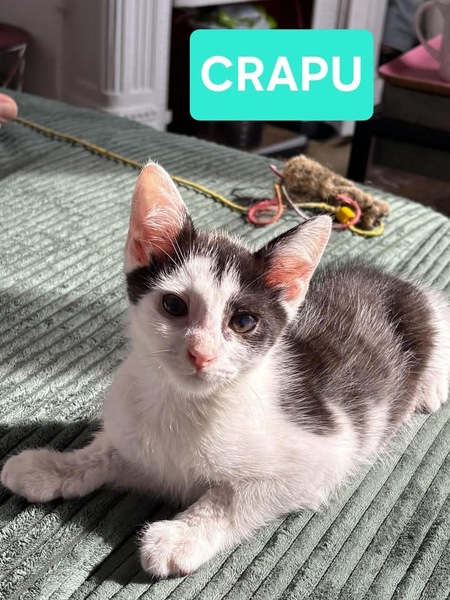 Adopter Crapu 