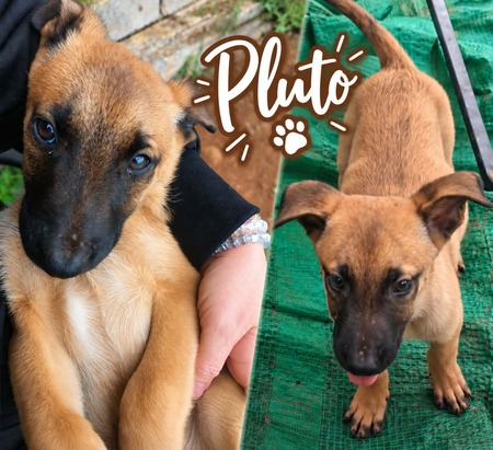 Adopter Pluto
