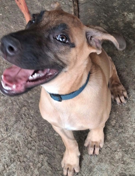 Adopter Bingo