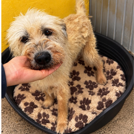 Adopter Soka