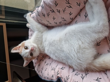 Adopter Houmous