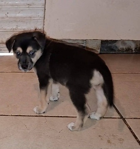 Adopter Bora