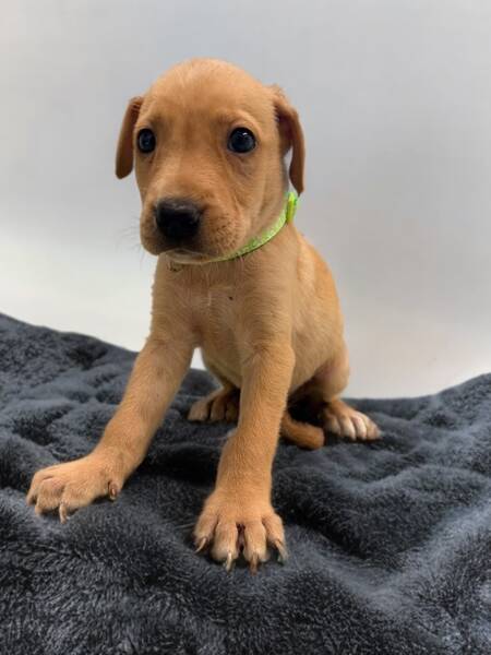 Adopter Ripley
