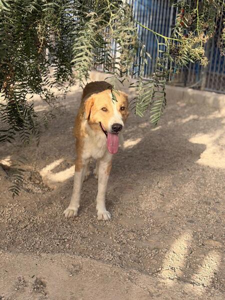Adopter Guapo