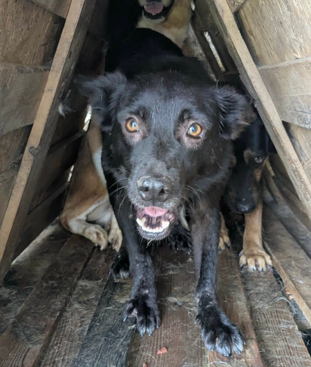 Adopter Safran