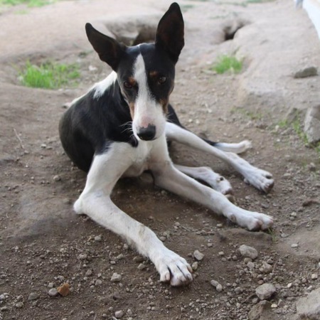 Adopter Miki