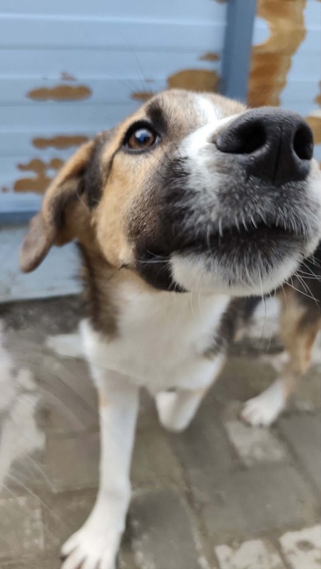 Adopter Haribo