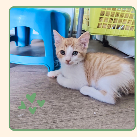Adopter Aurore