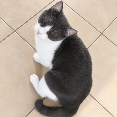 Adopter Ivoire