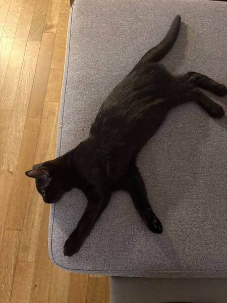 Adopter Odin