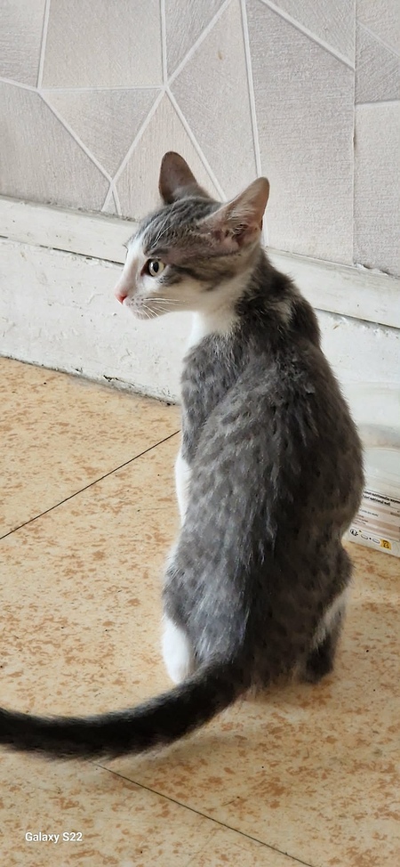 Adopter GREY