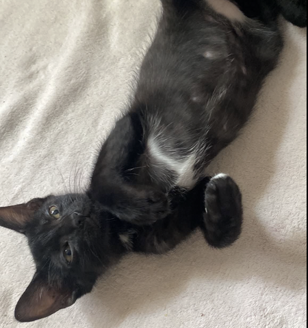 Adopter OREO