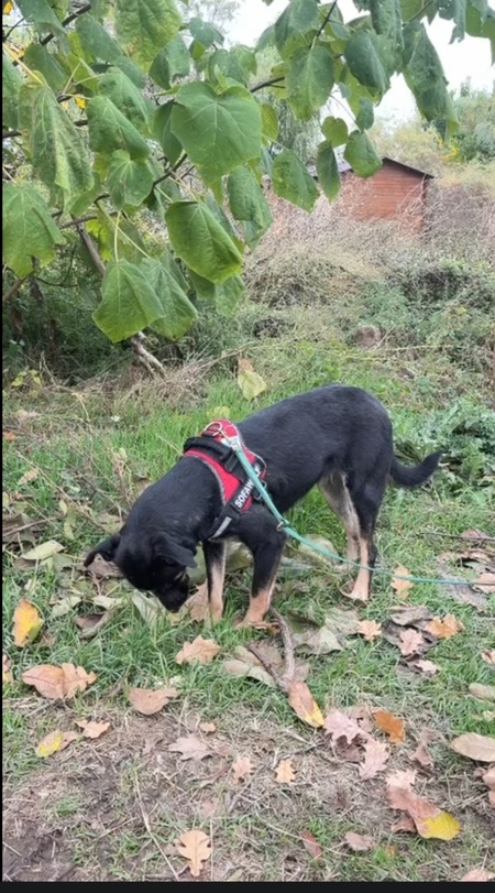 Adopter Luna