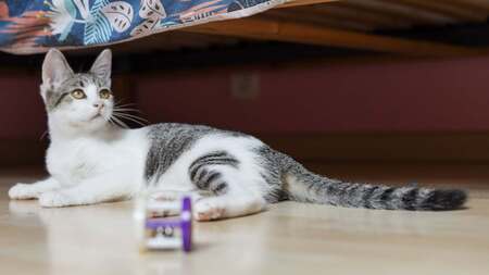 Adopter Bijou