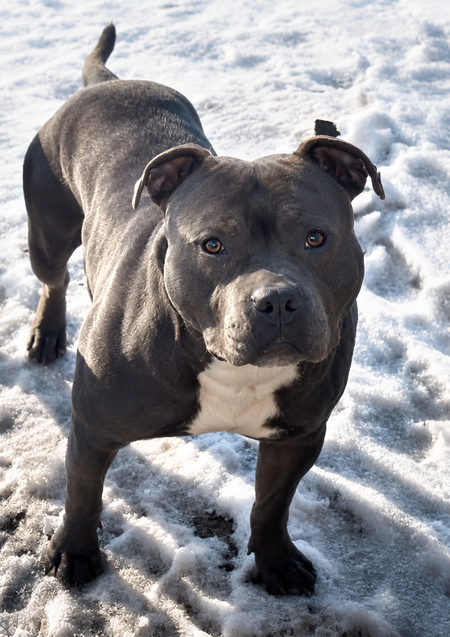 Adopter Pégase