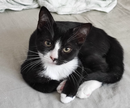 Adopter Chihiro 