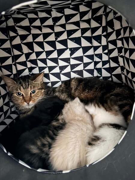 Adopter Bella