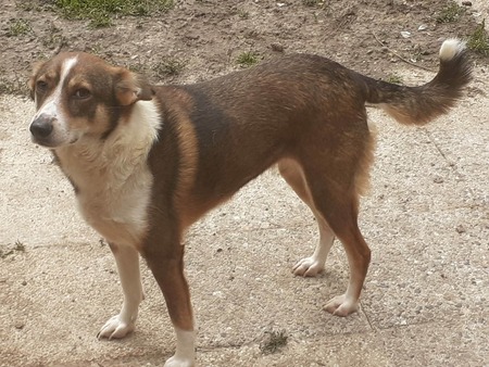 Adopter Félicia