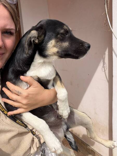 Adopter Chico